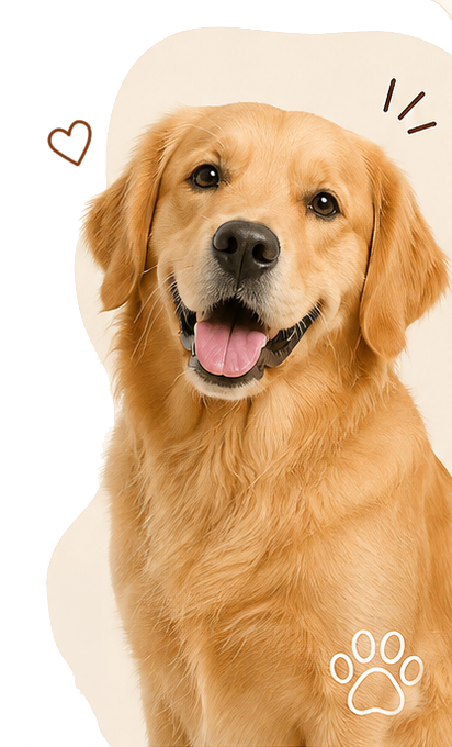Perro golden retriever feliz